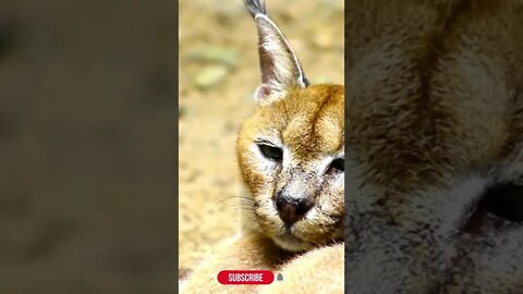 Caracal cat ,Funny Cute Pets Lovers ,#Short