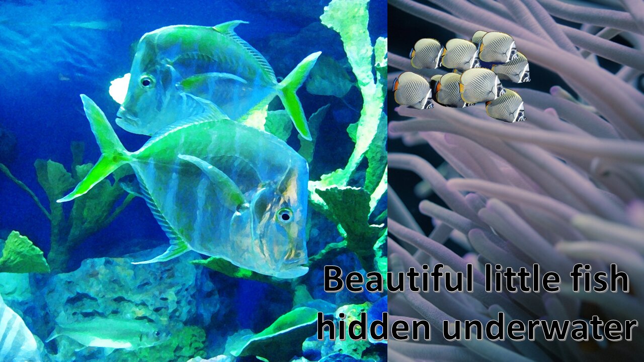 beautiful small fishes in the sea/Beautiful little fishes hidden underwater