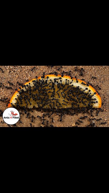 Ant Colony vs Orange Time-Lapse #short