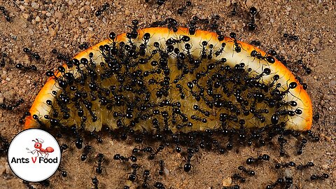 Ant Colony vs Orange Time-Lapse #short