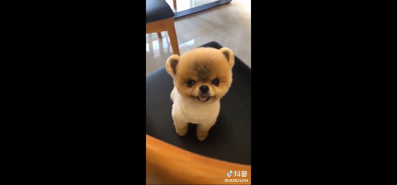 Cute Puppies of TikTok | Part 3