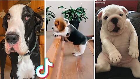 Ultimate Funny Dogs Compilation! 🐕 Most Viral DOGS on the internet! 🥰