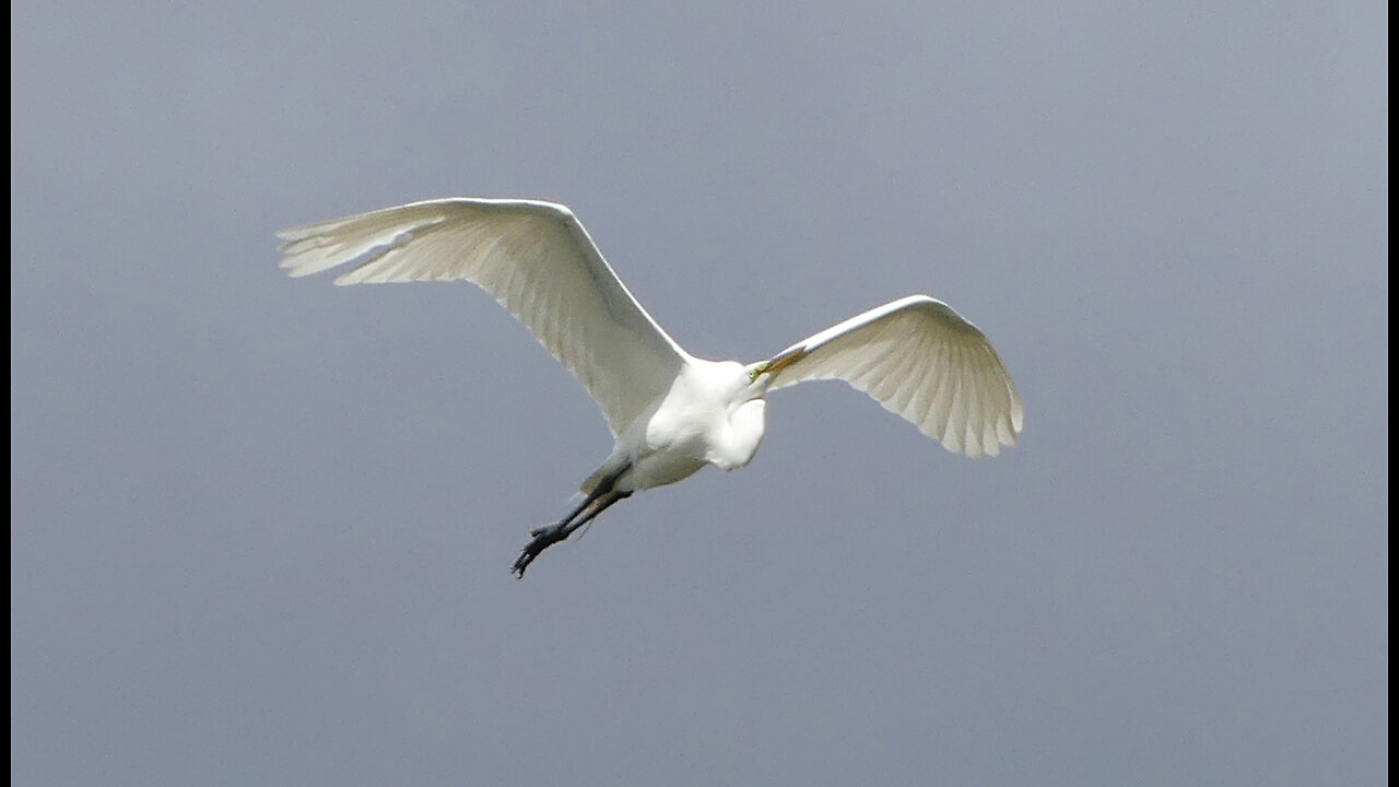 Great Egret (白鷺) Photo