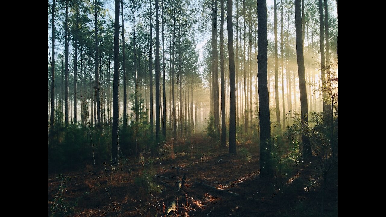 Forest Sounds | Woodland Ambience, Bird Song