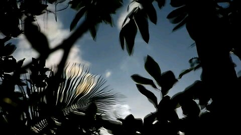 leaf sky water mirror