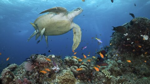 The Great Barrier Reef Has Highest Growth Of Coral In Nearly 40 Years