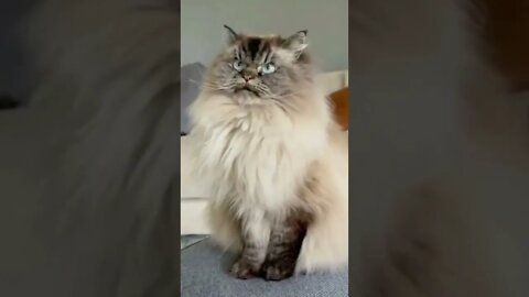 funny cat videos | cute cat videos| cute animals funny cats #shorts #shortsfunny #cutecat #funnycat