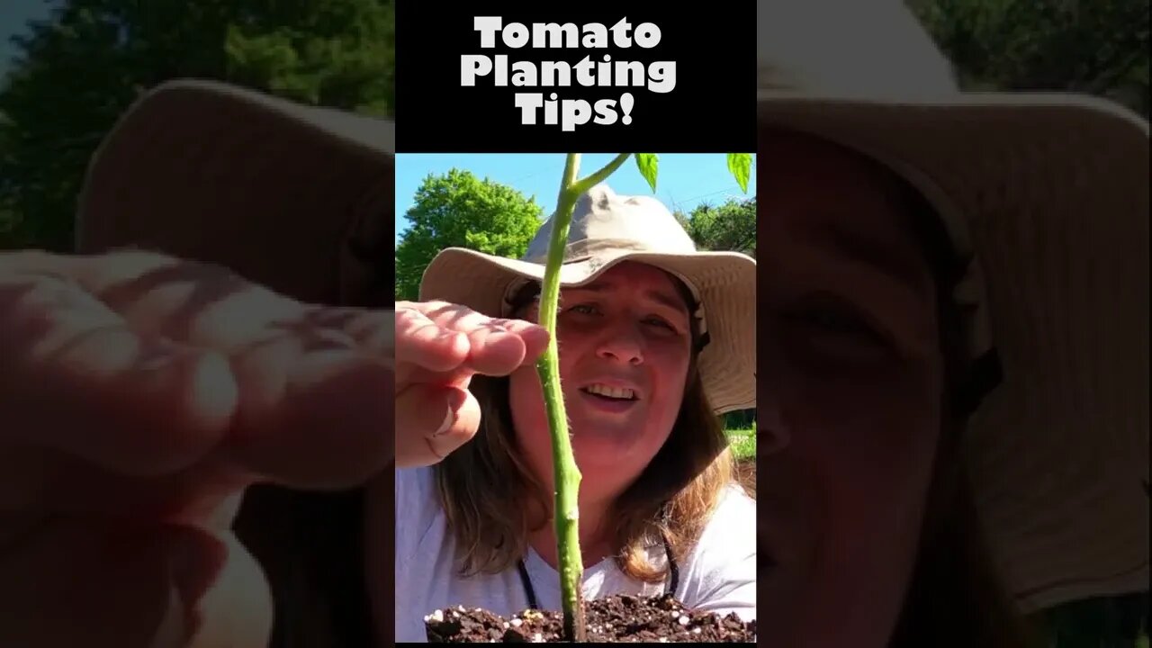 Tomato Tips