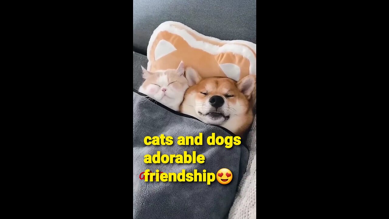 "Watch these unlikely furry friends prove that friendship knows no bounds! 😺🐶"