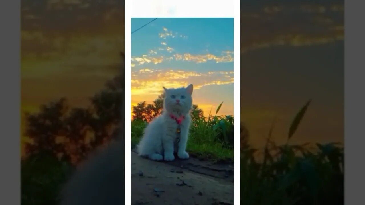 Funny Cats - cute and Funny Cats Reaction Videos Compilation #5 | Pets and Wild