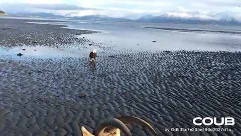 Goat chases eagle on beach