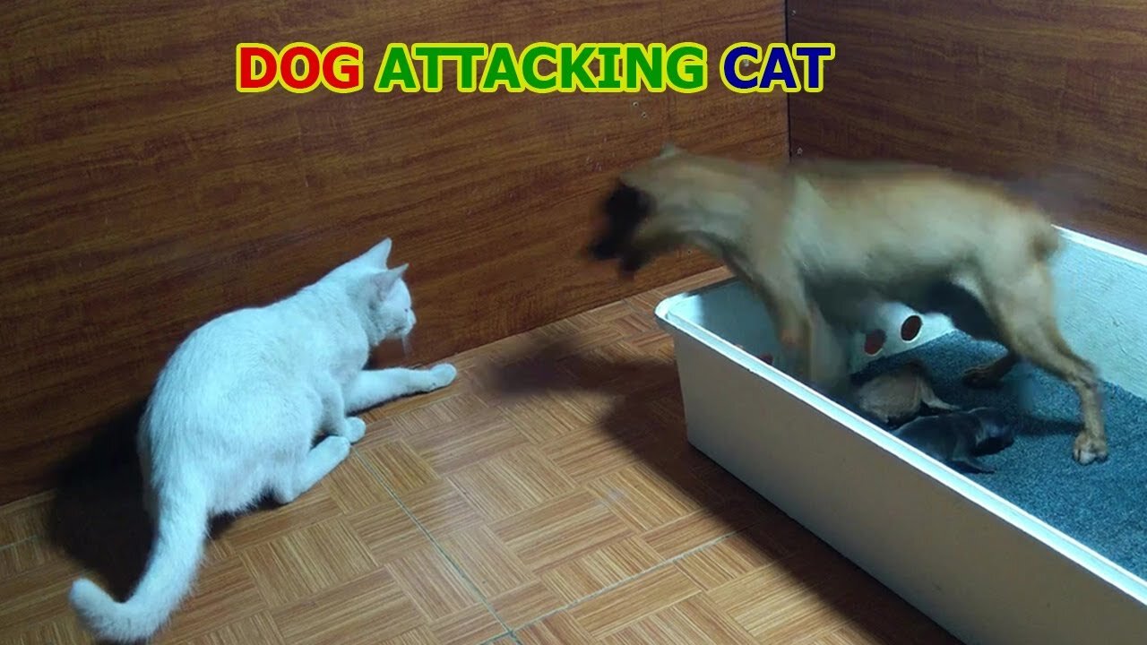 OMG !! Angry Mother Dog Protecst Her Puppies from Cat