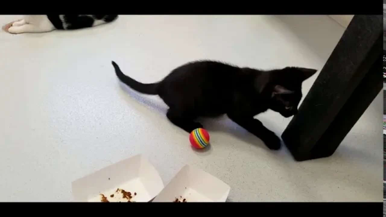 Kittens at SPCA in Largo, FL - July 2020