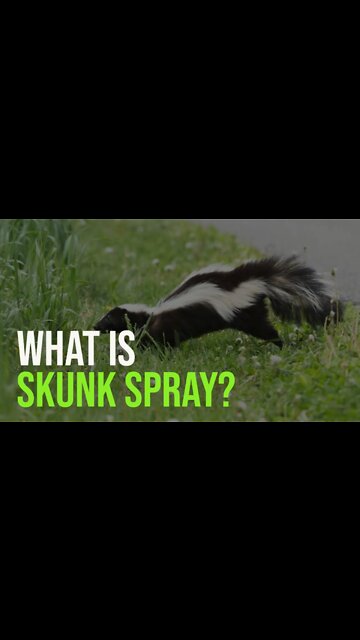 What Is Skunk Spray And Why Does it Smell So BAD? #shorts