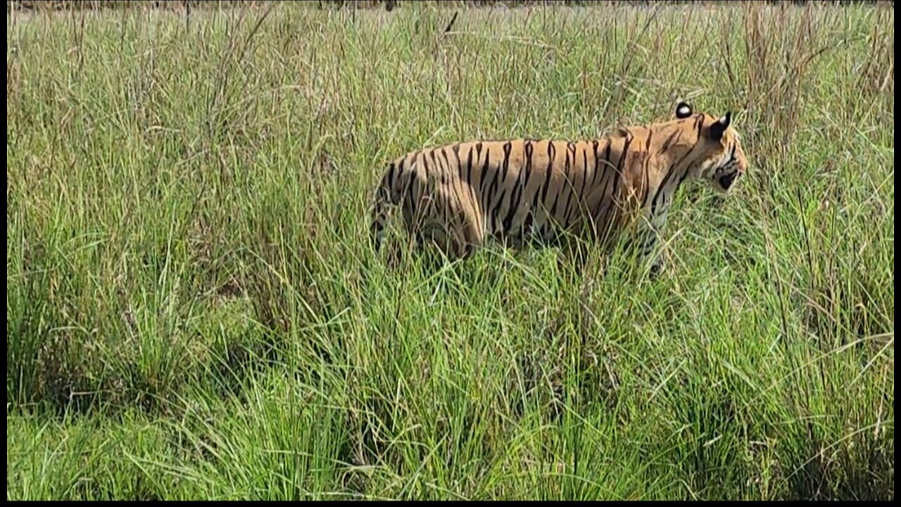 Thrilling Encounter: Majestic Tiger Sighting at Tadoba-Andhari Tiger Reserve Safari! PART 2