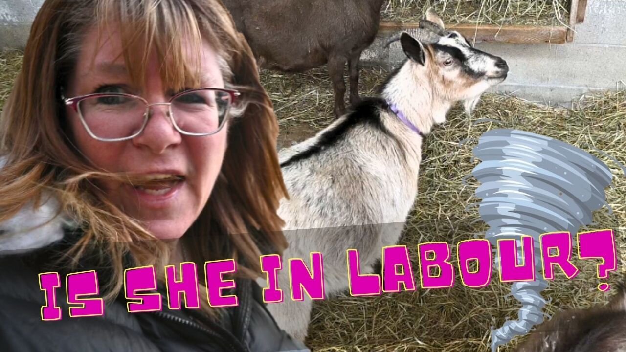 Our Goat Is In Labour During A Tornado?