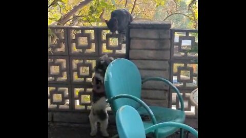 Brave cat isn't scared of my colleague's dog