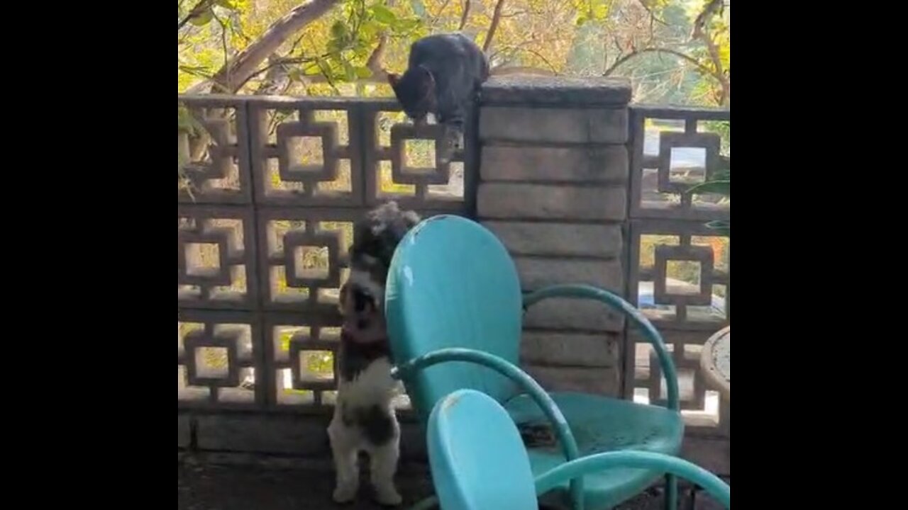 Brave cat isn't scared of my colleague's dog