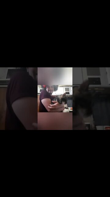 Mr Hasselman 🐱 #cat #hasselman #kitty #animals #twitchpets