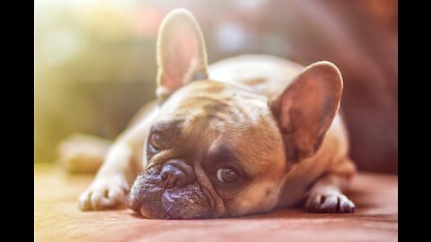 Funny Dog Videos Creative Commons