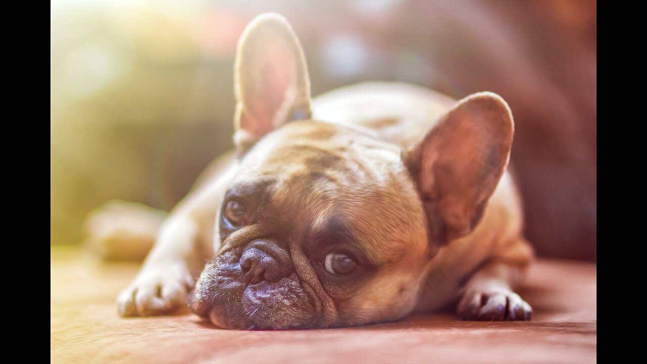 Funny Dog Videos Creative Commons
