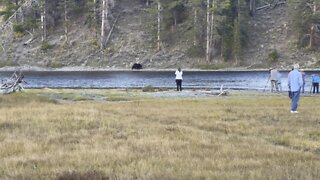 Grizzly Yellowstone