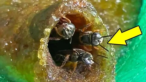 Estas pequenas abelhas são incríveis