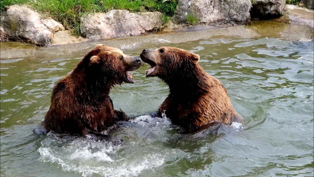 2 Bears are Preciously Playful With Each Other