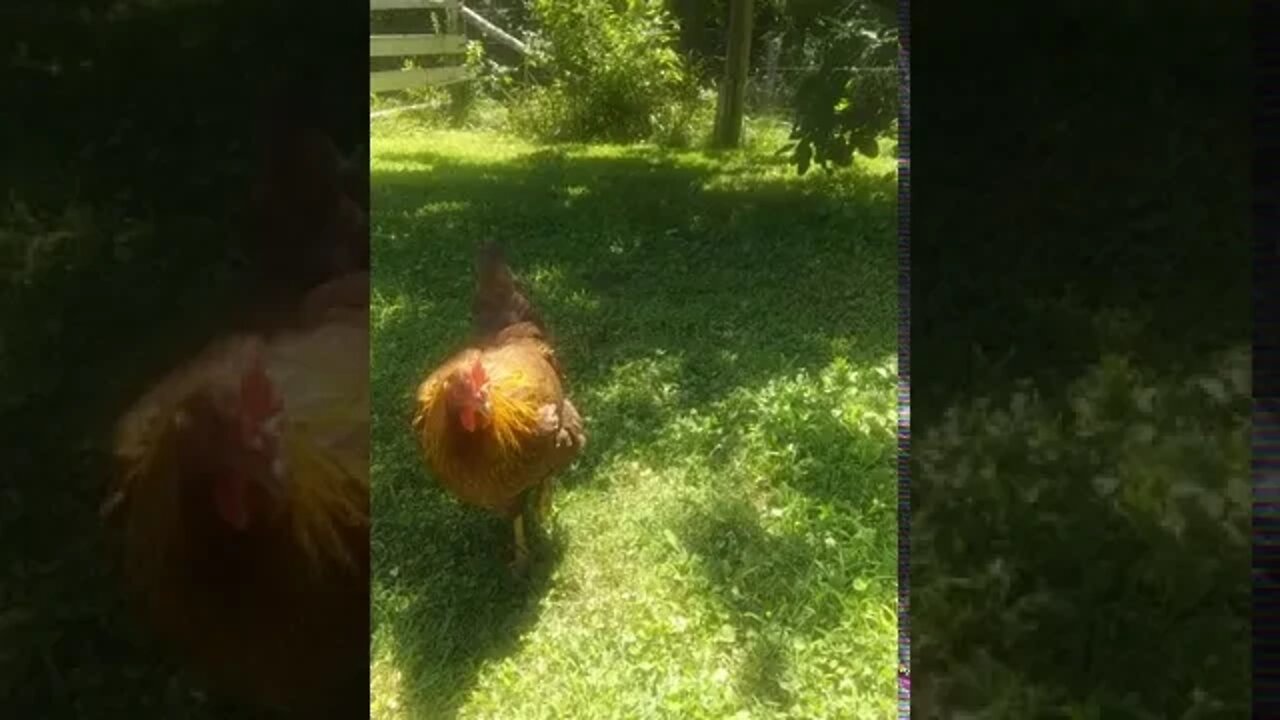 Letting the chickens out for the first time