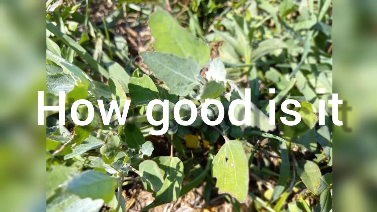 God answers a little one's prayer about a chicken. Also identify delicious lambs quarter.