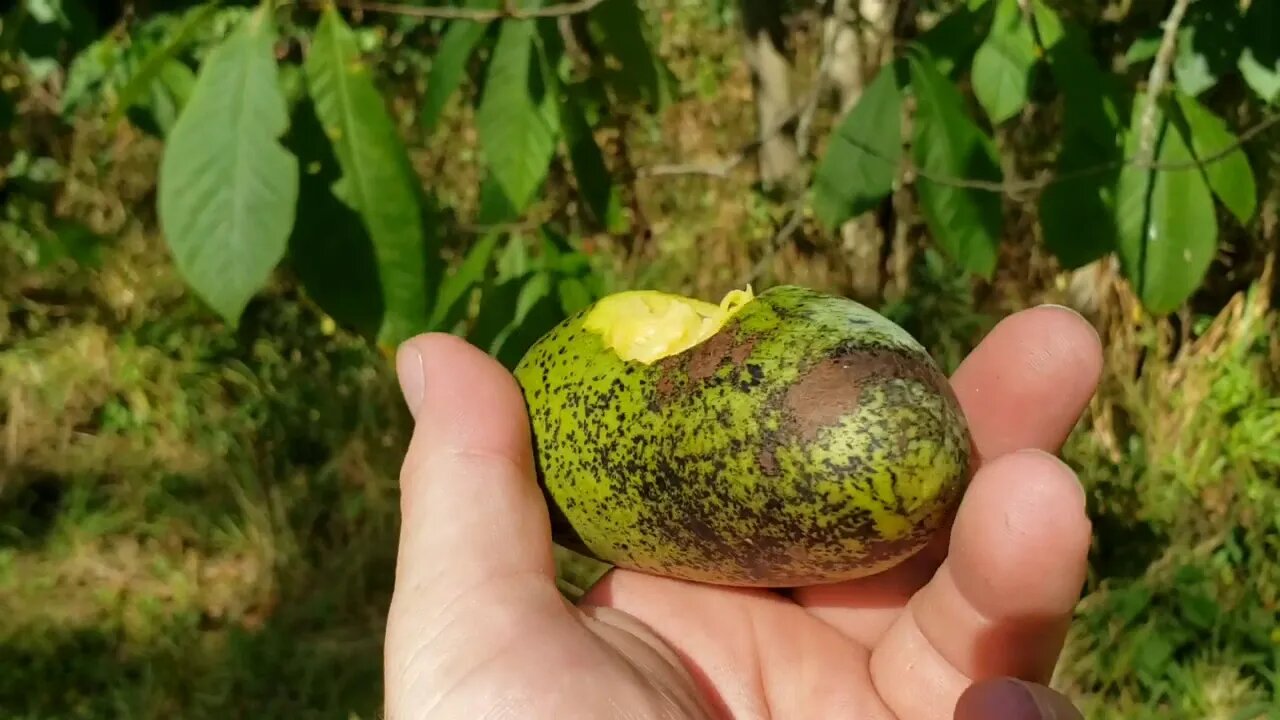 The North American Banana. Picking pawpaws at the in-laws