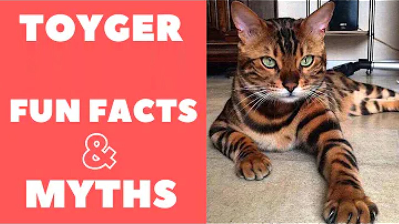 Toyger Cats - Fun Facts & Myths