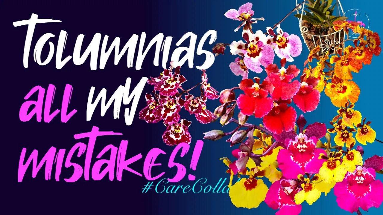 TOLUMNIA orchid CARE #CareCollab | My mistakes recognized & corrected