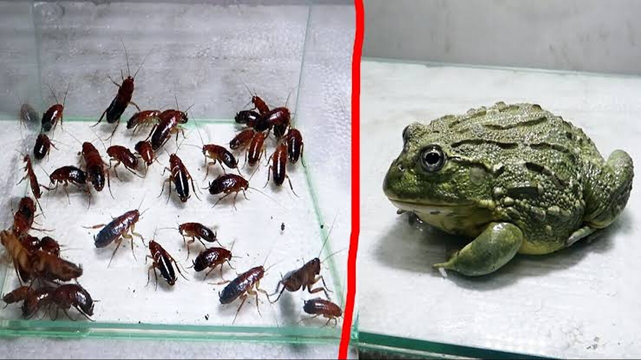 Bull Frog eating 100 Red runner roaches