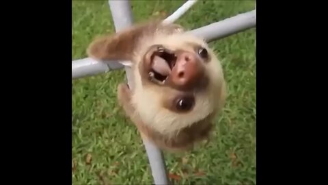 Baby sloth being sloths