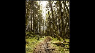 Rain forest and birds (sleeping sounds) 😴
