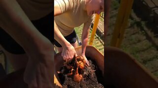 What Sweet Potatoes Look Like HARVESTED FRESH from the bucket! #shorts #viral #tiktok