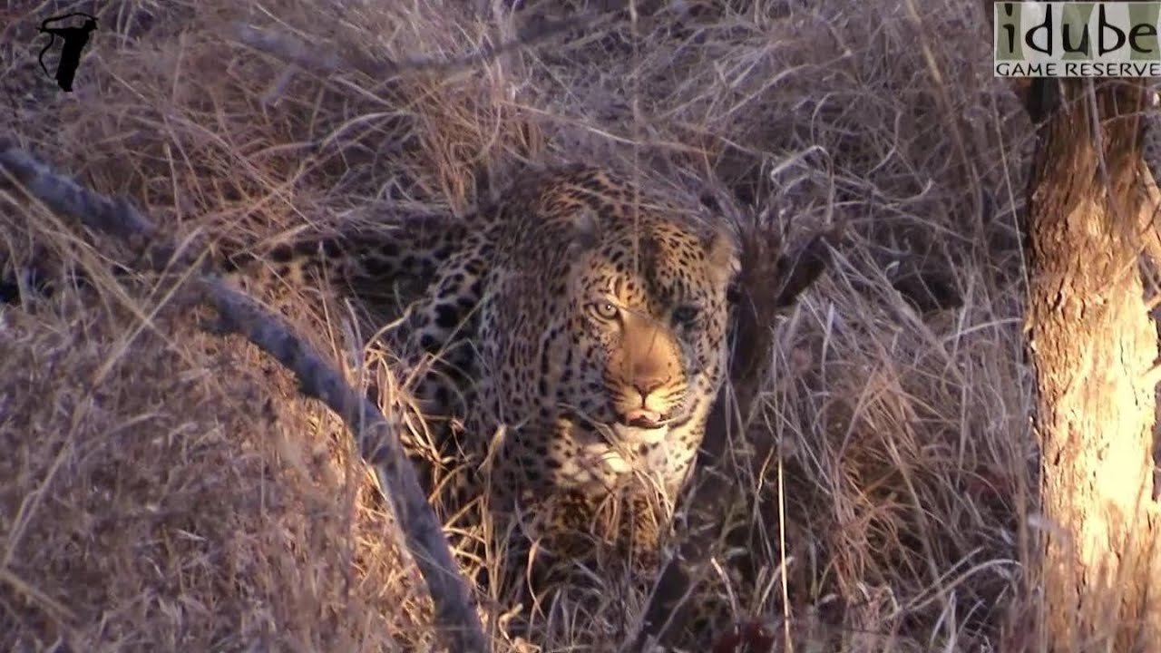 WILDlife: Leopards Pairing In A Gulley