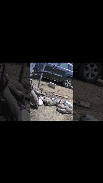Guinea fowl keets sunbathing