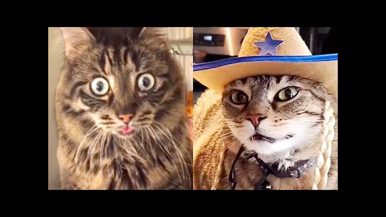 FUNNY99TEAM | THIS CAT IS TRAUMATIZED | FUNNY CATS