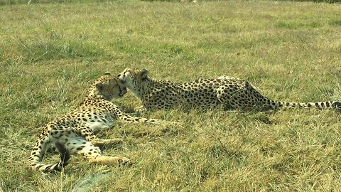 A Pair Of Cheetah