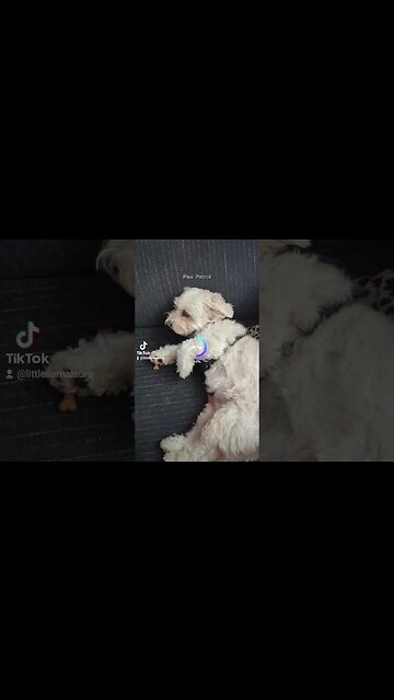 coco as a paw patrol character #tiktok #tiktoktrend @MarcCorn