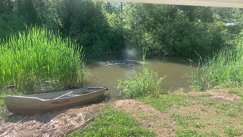 Geese staying cool