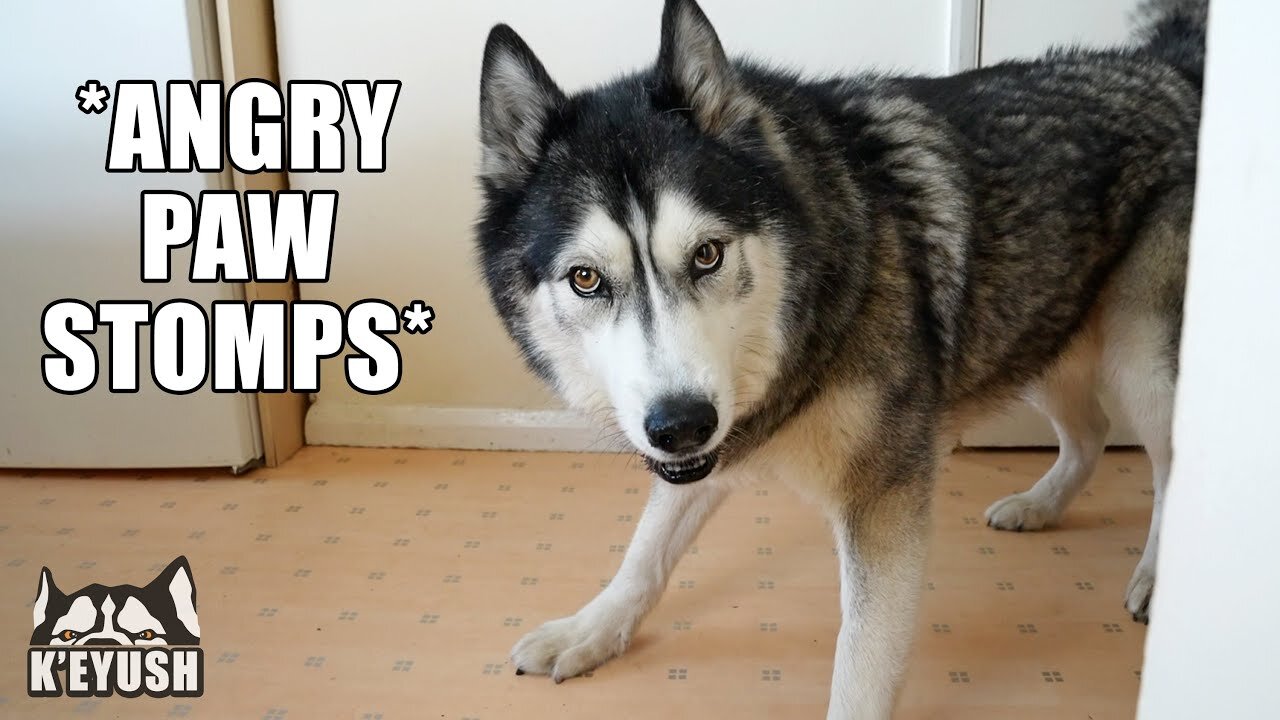 When I hide in plain sight, the husky STOMPS his paws angrily!