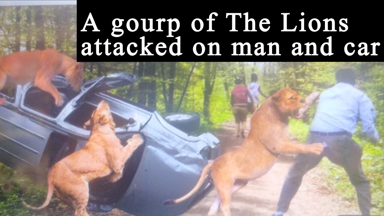 A gourp of Lions attacked on man and cars