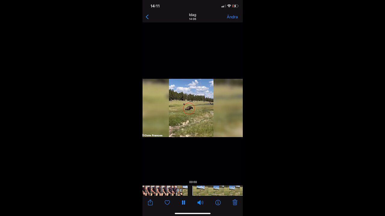 Bison attack close call