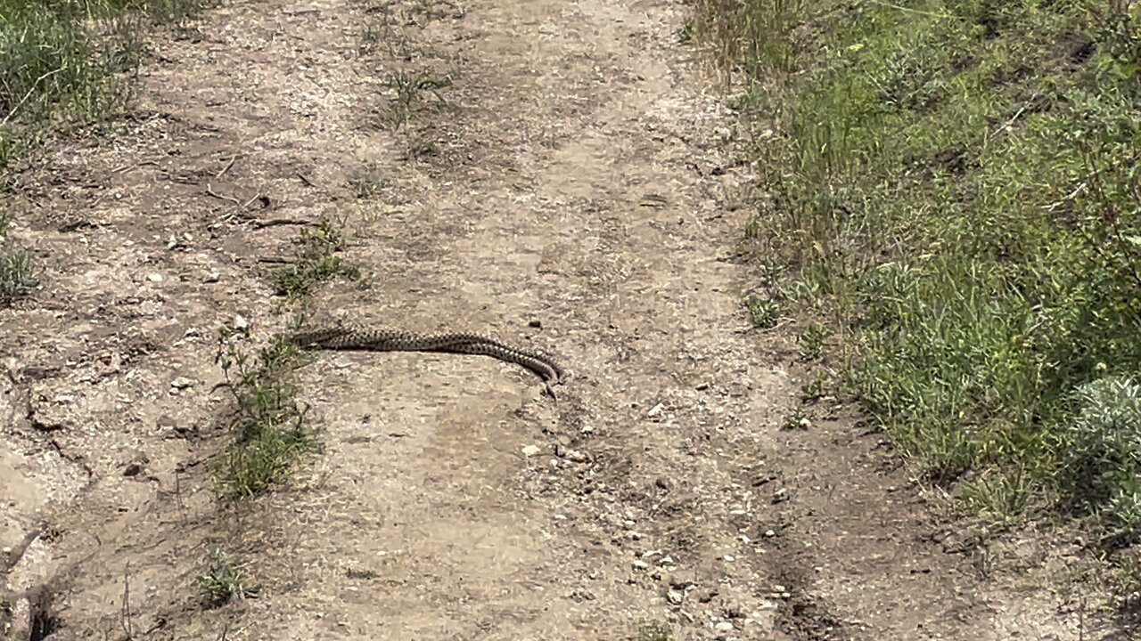 Twisting Snakes! On our trail..