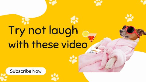 Funny Dogs - Try Not to Laugh While Watching These Funny Dogs - Best Funny Dog Videos 😂