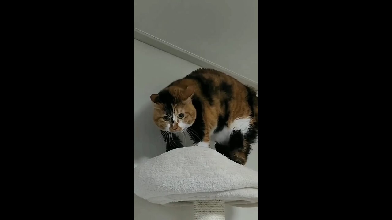 Cute Cat Movements