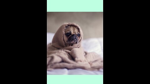 Top 10 Most Popular Dog & Puppy Names in 2019 For Boys & Girls